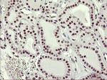 RNF113B Antibody in Immunohistochemistry (Paraffin) (IHC (P))