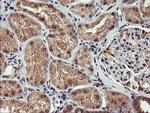 AGPAT5 Antibody in Immunohistochemistry (Paraffin) (IHC (P))