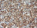 AGPAT5 Antibody in Immunohistochemistry (Paraffin) (IHC (P))