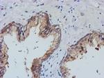 TULP3 Antibody in Immunohistochemistry (Paraffin) (IHC (P))