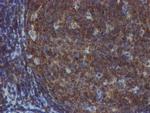 TULP3 Antibody in Immunohistochemistry (Paraffin) (IHC (P))