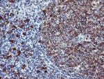 J Chain Antibody in Immunohistochemistry (Paraffin) (IHC (P))