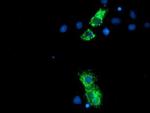 NLN Antibody in Immunocytochemistry (ICC/IF)
