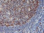 NLN Antibody in Immunohistochemistry (Paraffin) (IHC (P))