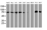 NLN Antibody in Western Blot (WB)