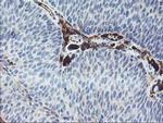 J Chain Antibody in Immunohistochemistry (Paraffin) (IHC (P))