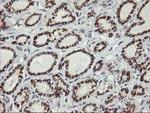 Kir3.1 (KCNJ3) Antibody in Immunohistochemistry (Paraffin) (IHC (P))