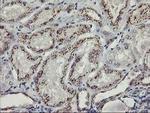 Kir3.1 (KCNJ3) Antibody in Immunohistochemistry (Paraffin) (IHC (P))