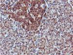 C20orf3 Antibody in Immunohistochemistry (Paraffin) (IHC (P))