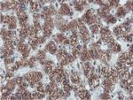 C20orf3 Antibody in Immunohistochemistry (Paraffin) (IHC (P))