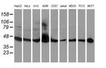 C20orf3 Antibody in Western Blot (WB)