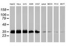 EXOSC7 Antibody in Western Blot (WB)