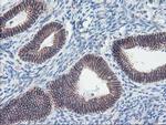 ALOX15 Antibody in Immunohistochemistry (Paraffin) (IHC (P))