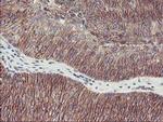 ALOX15 Antibody in Immunohistochemistry (Paraffin) (IHC (P))