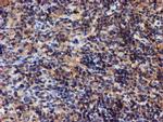 Iduronate 2 Sulfatase Antibody in Immunohistochemistry (Paraffin) (IHC (P))