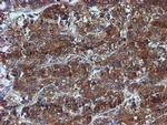 Iduronate 2 Sulfatase Antibody in Immunohistochemistry (Paraffin) (IHC (P))