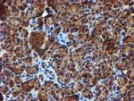 Iduronate 2 Sulfatase Antibody in Immunohistochemistry (Paraffin) (IHC (P))