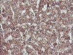 PECI Antibody in Immunohistochemistry (Paraffin) (IHC (P))