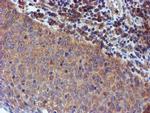 Iduronate 2 Sulfatase Antibody in Immunohistochemistry (Paraffin) (IHC (P))