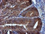 Iduronate 2 Sulfatase Antibody in Immunohistochemistry (Paraffin) (IHC (P))