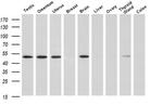 RUVBL2 Antibody in Western Blot (WB)