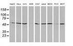 RUVBL2 Antibody in Western Blot (WB)