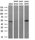 RUVBL2 Antibody in Western Blot (WB)