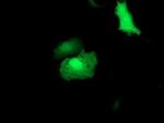 RUVBL2 Antibody in Immunocytochemistry (ICC/IF)