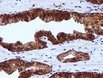 RUVBL2 Antibody in Immunohistochemistry (Paraffin) (IHC (P))