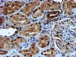 RUVBL2 Antibody in Immunohistochemistry (Paraffin) (IHC (P))