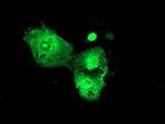 PSMD3 Antibody in Immunocytochemistry (ICC/IF)