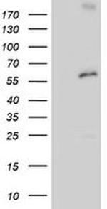 PSMD3 Antibody in Western Blot (WB)