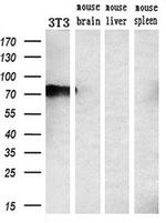 GADD34 Antibody in Western Blot (WB)