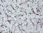 Neuroplastin Antibody in Immunohistochemistry (Paraffin) (IHC (P))