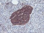 Neuroplastin Antibody in Immunohistochemistry (Paraffin) (IHC (P))