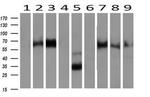 Neuroplastin Antibody in Western Blot (WB)