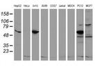 REEP2 Antibody in Western Blot (WB)