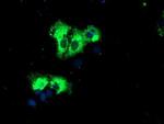 REEP2 Antibody in Immunocytochemistry (ICC/IF)