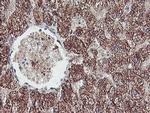 REEP2 Antibody in Immunohistochemistry (Paraffin) (IHC (P))