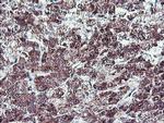 NLN Antibody in Immunohistochemistry (Paraffin) (IHC (P))