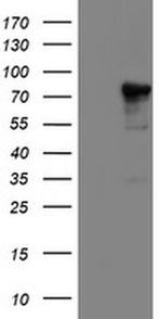 NLN Antibody in Western Blot (WB)