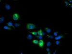 CYP2B6 Antibody in Immunocytochemistry (ICC/IF)