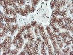 CYP2B6 Antibody in Immunohistochemistry (Paraffin) (IHC (P))