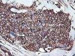 CYP2B6 Antibody in Immunohistochemistry (Paraffin) (IHC (P))