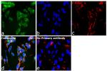 PSMB9 Antibody in Immunocytochemistry (ICC/IF)