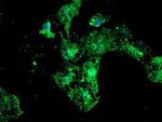 PSMB9 Antibody in Immunocytochemistry (ICC/IF)