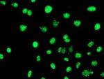 SERPINB6 Antibody in Immunocytochemistry (ICC/IF)