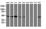 SERPINB6 Antibody in Western Blot (WB)