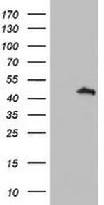 SERPINA5 Antibody in Western Blot (WB)