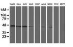 SERPINA5 Antibody in Western Blot (WB)